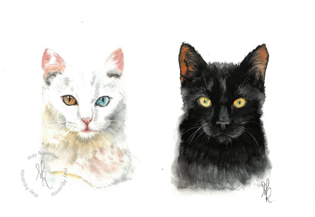 Felis catus P&B Felis catus P&B