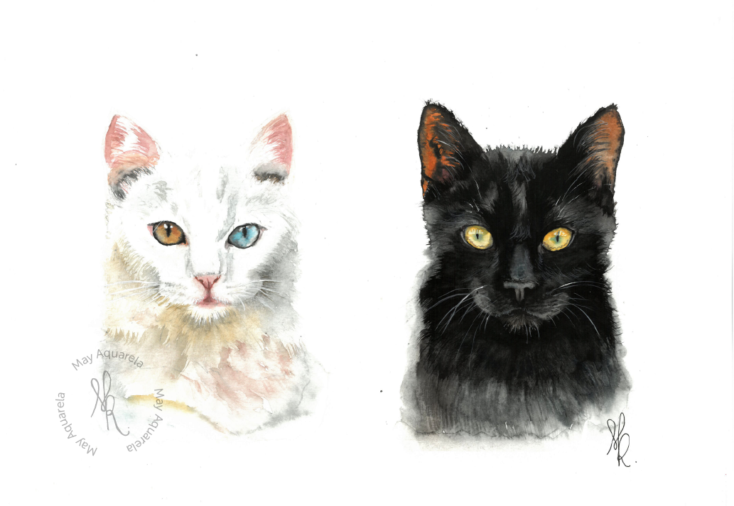 Felis catus P&B