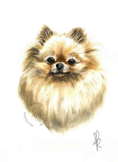 Spitz Spitz