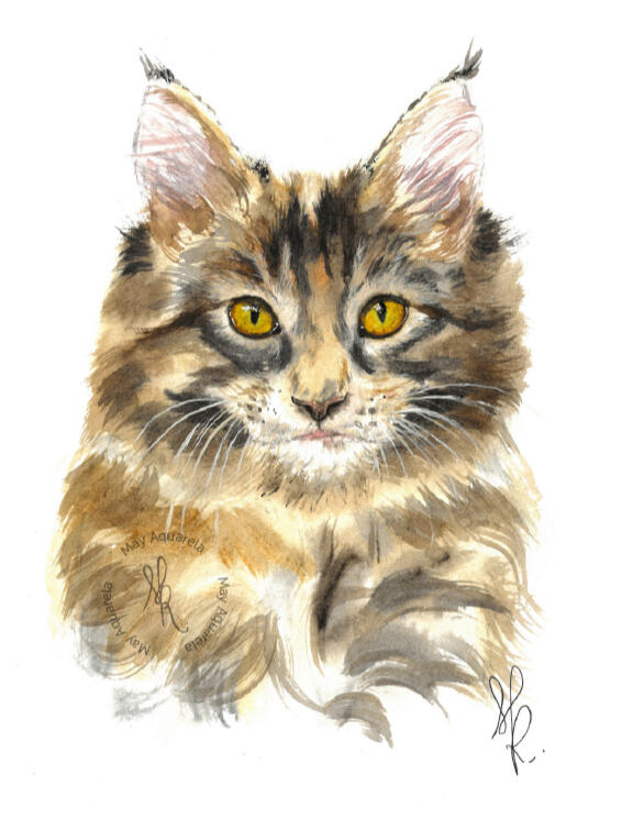 MaineCoon MaineCoon