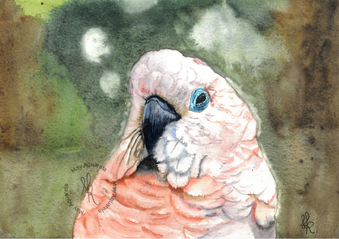 Cacatua: “Cacatua moluccensis”