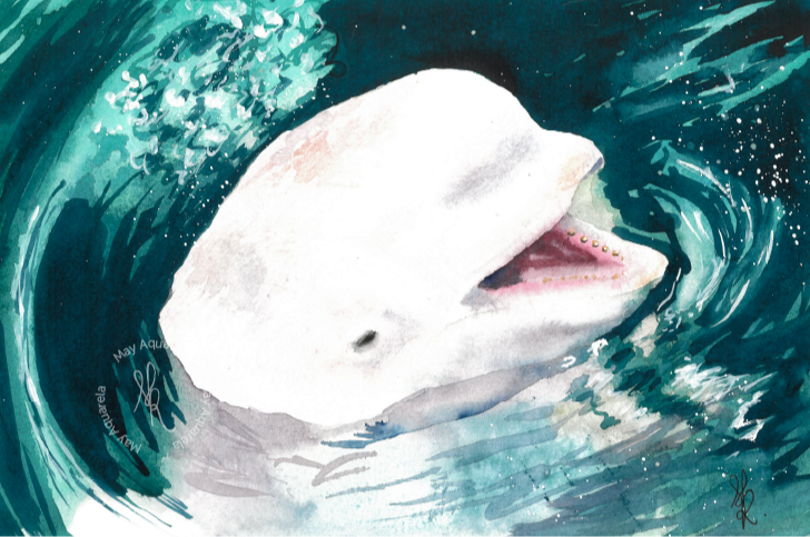 Beluga: “Delphinapterus leucas”