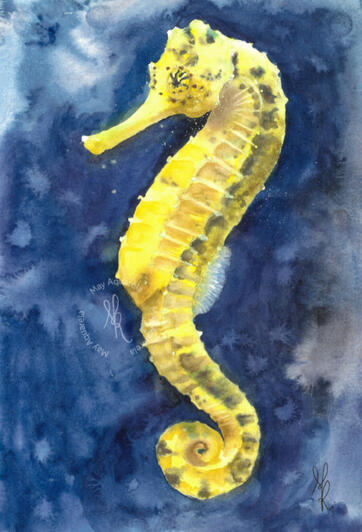 Cavalo marinho: “Hippocampus reidi” Cavalo marinho: “Hippocampus reidi”