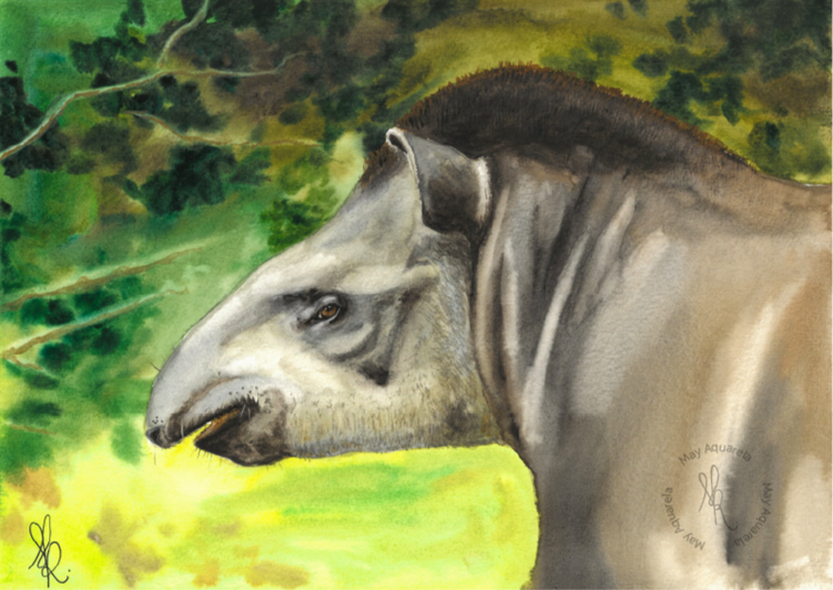 Anta: “Tapirus terrestris” Anta: “Tapirus terrestris”