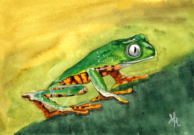 Rã verde: “Phyllomedusa tomopterna”