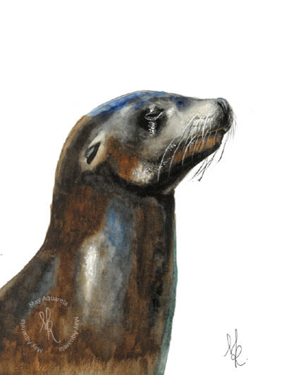 Leão marinho: “Zalophus californianus” Leão marinho: “Zalophus californianus”