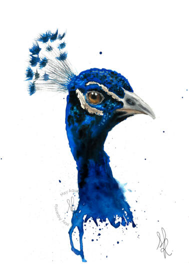 Pavão: “Pavo cristatus”