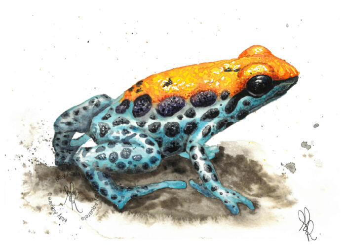Rã laranja/azul: “Ranitomeya reticulata” Rã laranja/azul: “Ranitomeya reticulata”