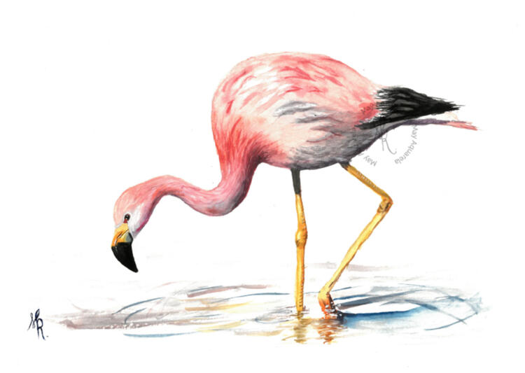 Flamingo: “Phoenicopterus roseus”